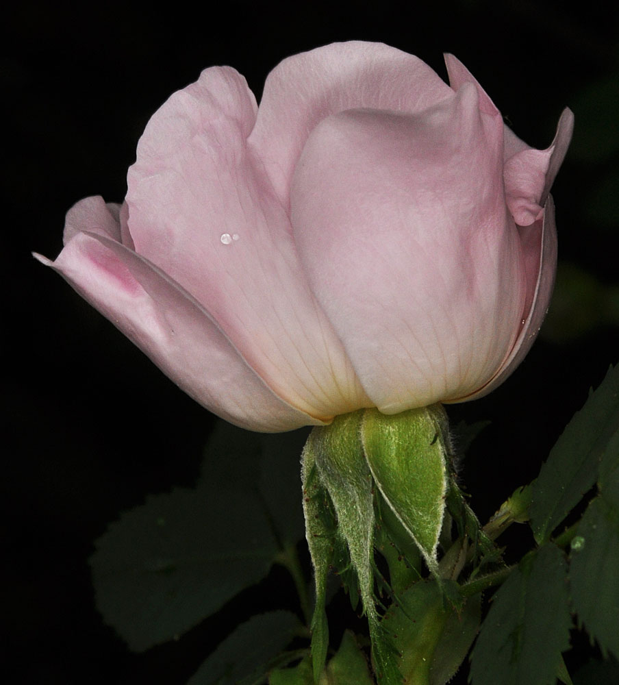 Flora of Eastern Washington Image: Rosa canina