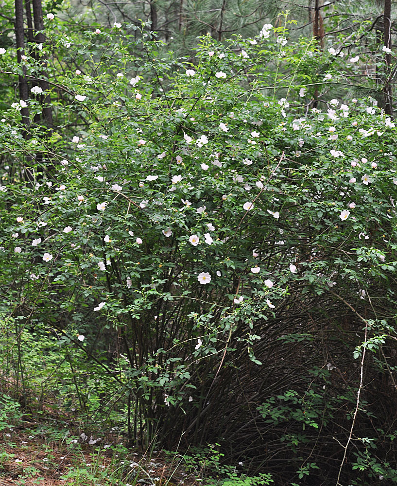 Flora of Eastern Washington Image: Rosa canina