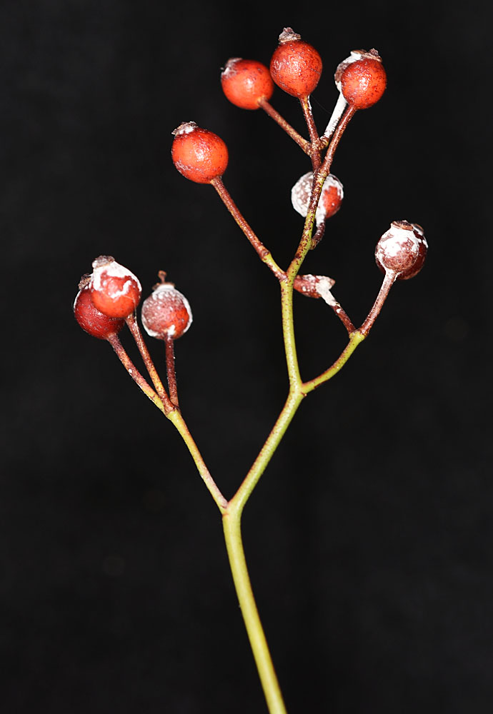 Flora of Eastern Washington Image: Rosa multiflora