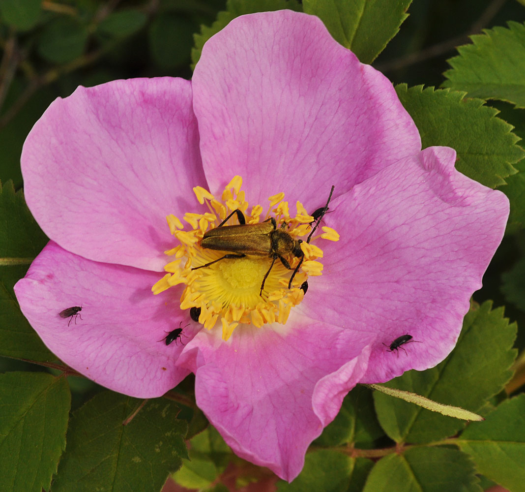 Flora of Eastern Washington Image: Rosa nutkana