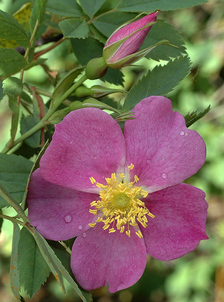 Flora of Eastern Washington Image: Rosa woodsii
