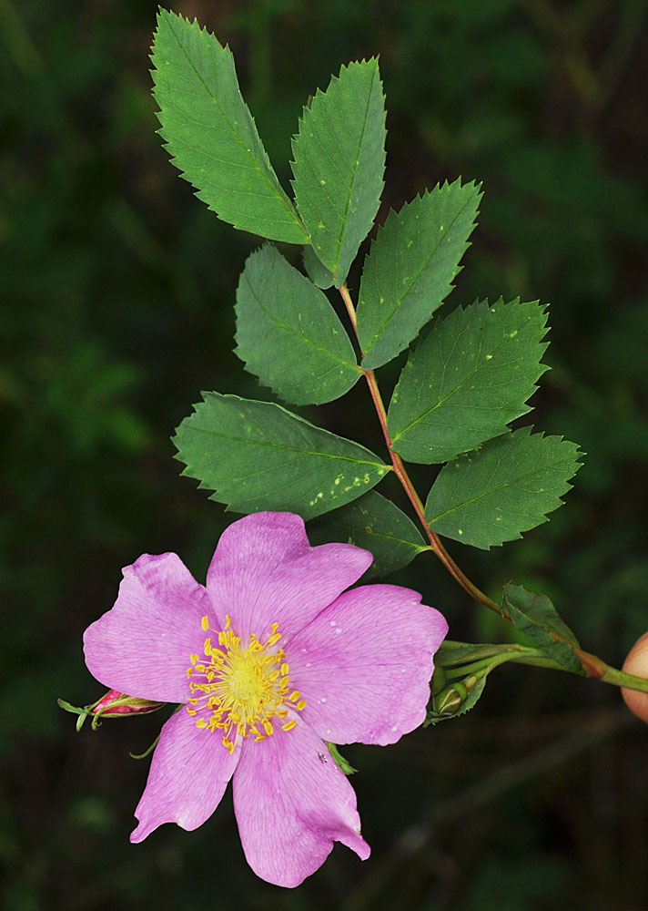 Flora of Eastern Washington Image: Rosa woodsii