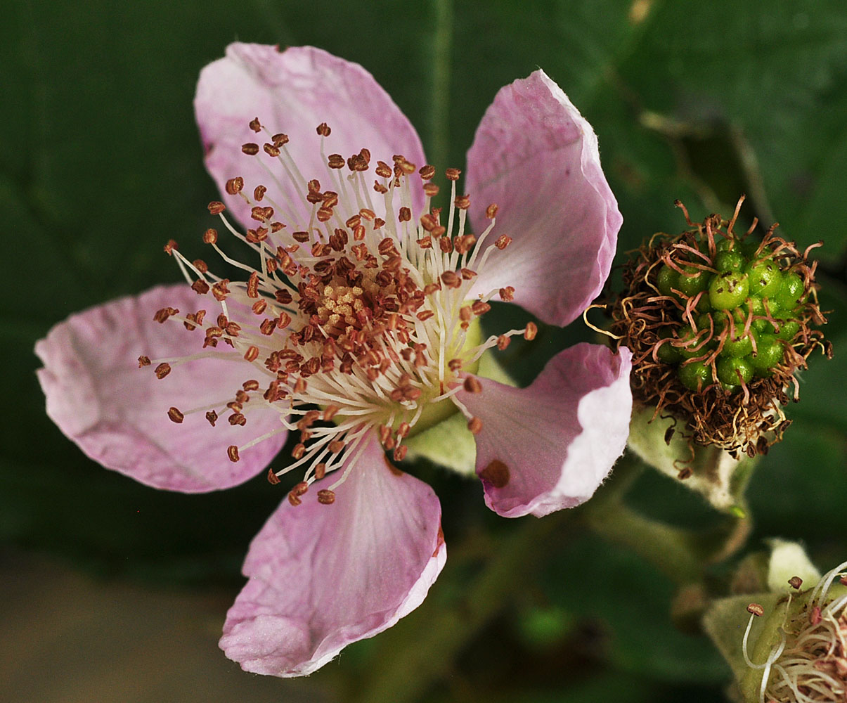 Flora of Eastern Washington Image: Rubus bifrons