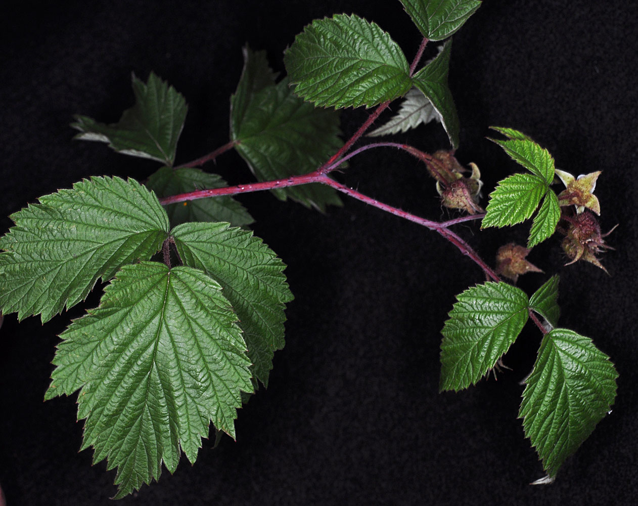 Flora of Eastern Washington Image: Rubus idaeus