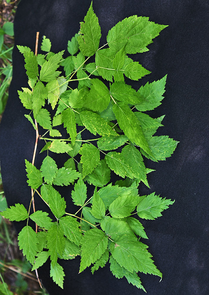 Flora of Eastern Washington Image: Rubus idaeus