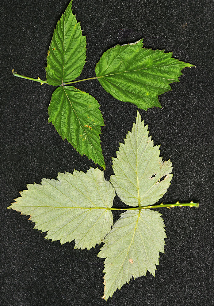Flora of Eastern Washington Image: Rubus leucodermis