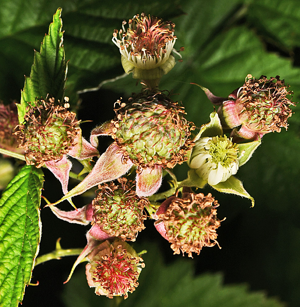 Flora of Eastern Washington Image: Rubus leucodermis