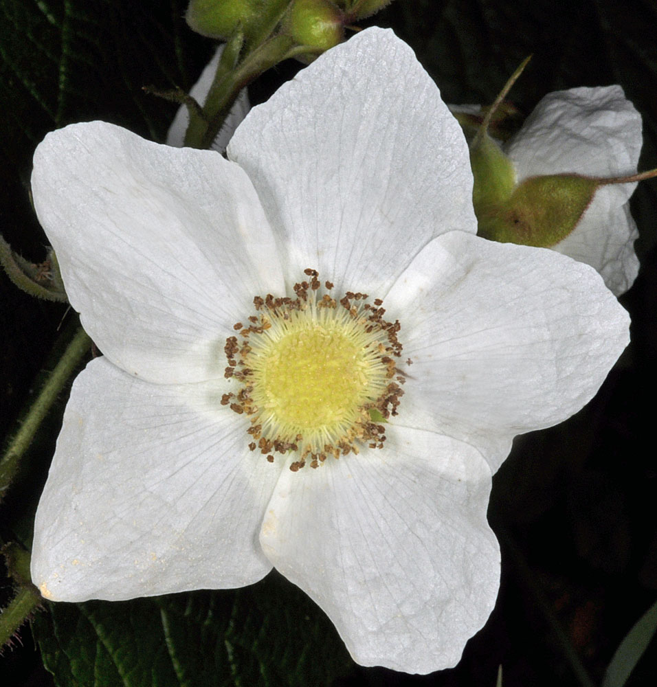 Flora of Eastern Washington Image: Rubus nutkanus