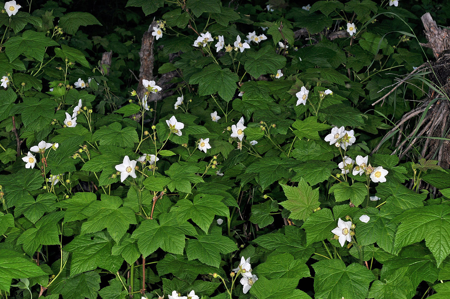 Flora of Eastern Washington Image: Rubus nutkanus