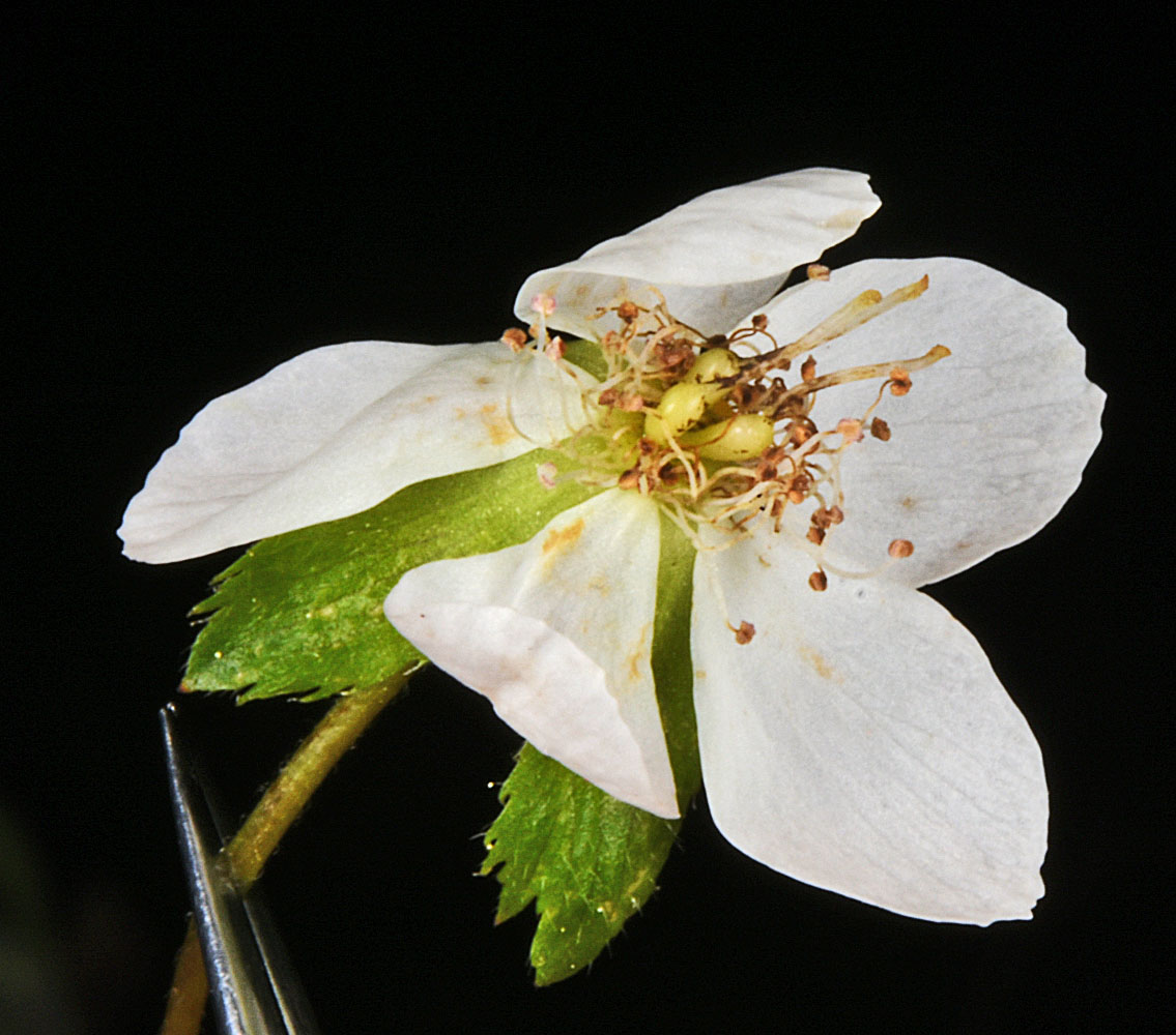 Flora of Eastern Washington Image: Rubus pedatus