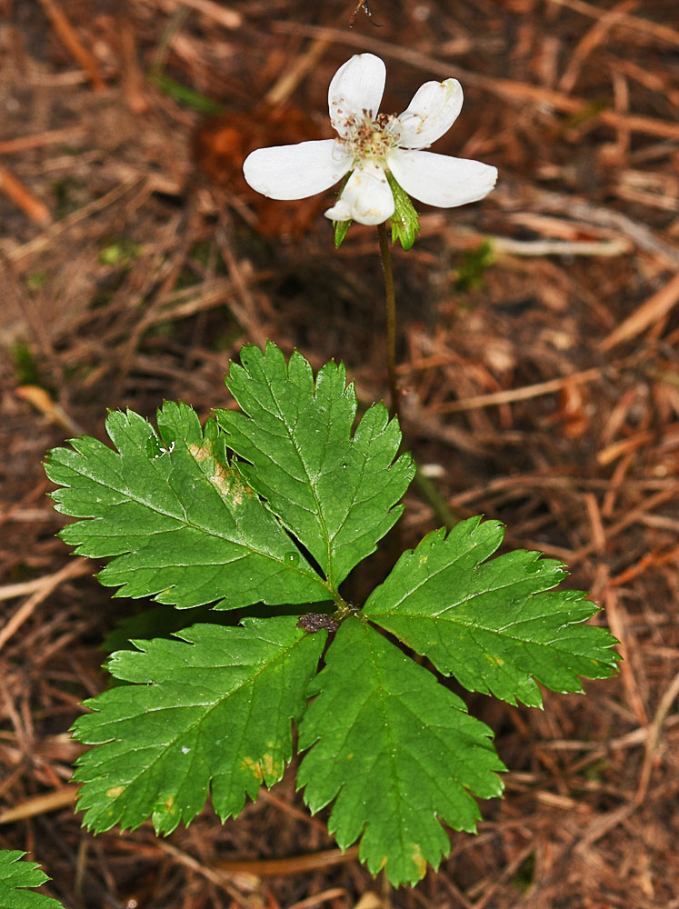Flora of Eastern Washington Image: Rubus pedatus