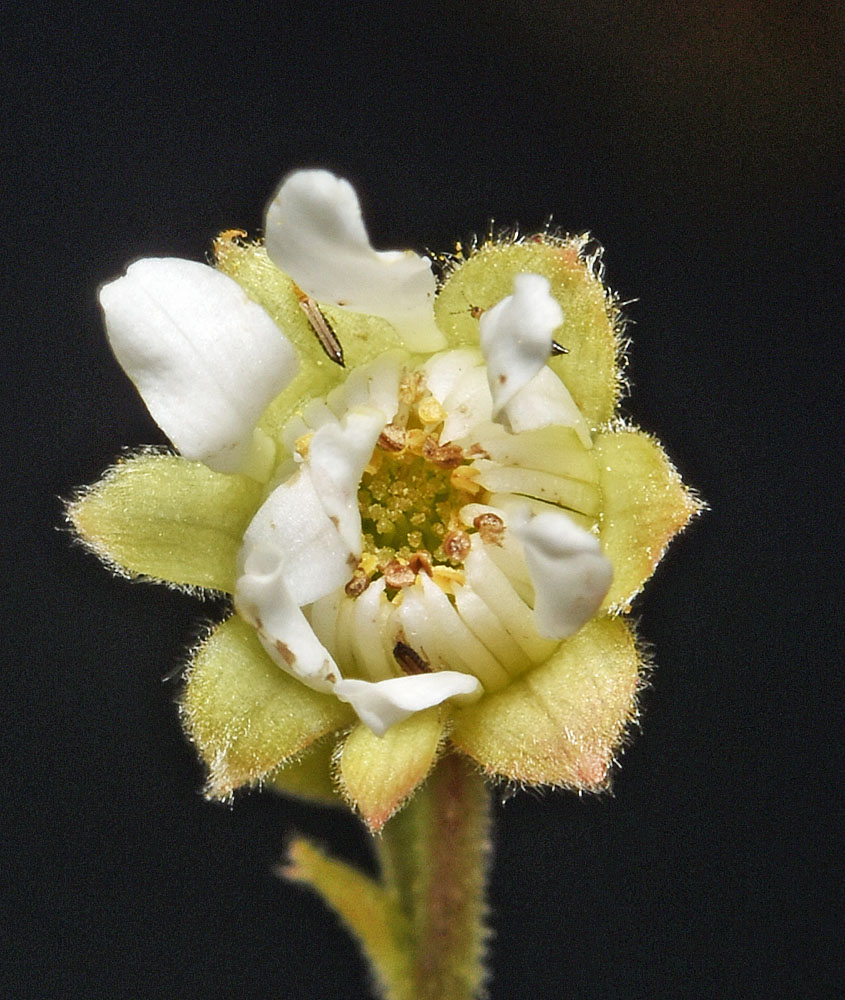 Flora of Eastern Washington Image: Rubus pubescens