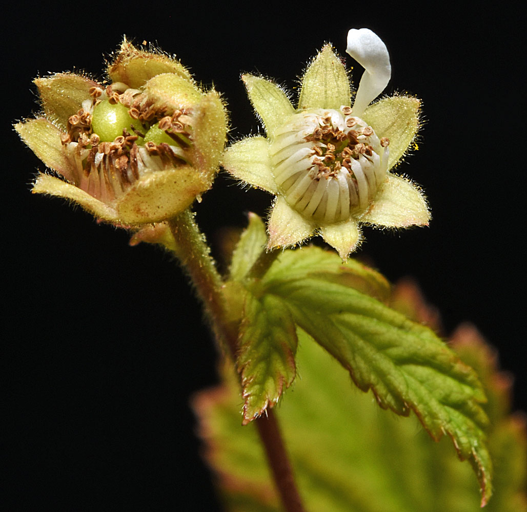 Flora of Eastern Washington Image: Rubus pubescens