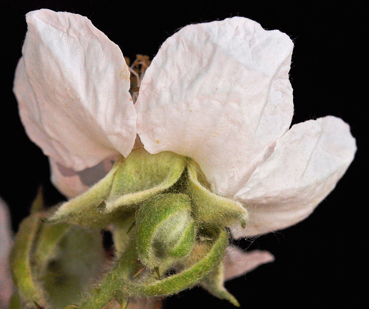 Flora of Eastern Washington Image: Rubus vestitus