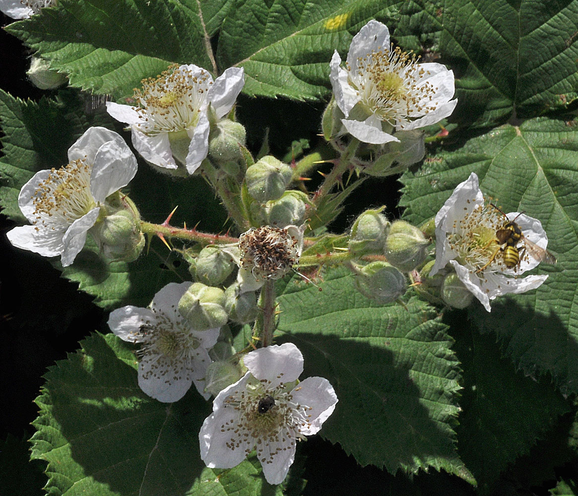 Flora of Eastern Washington Image: Rubus bifrons
