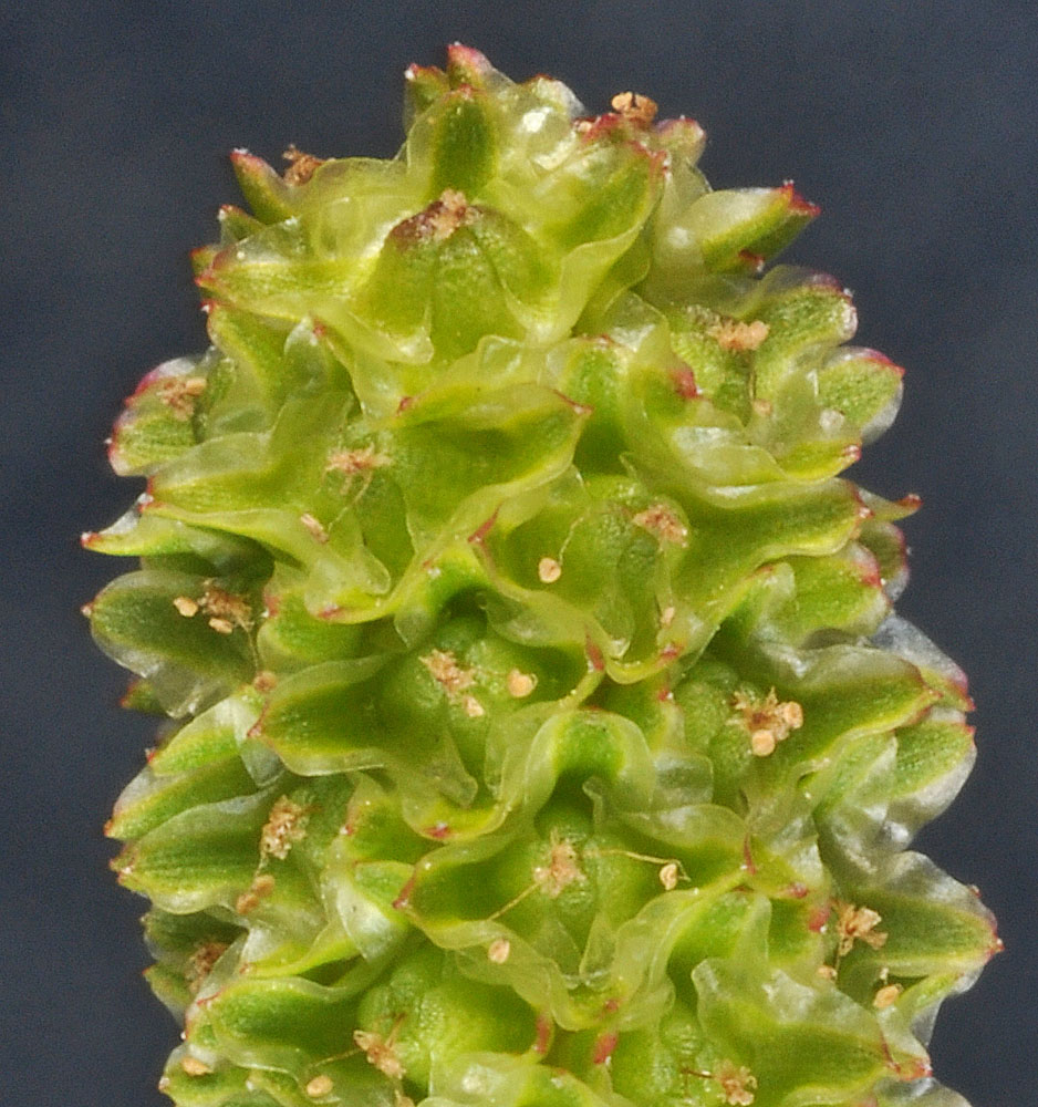 Flora of Eastern Washington Image: Poteridium annuum
