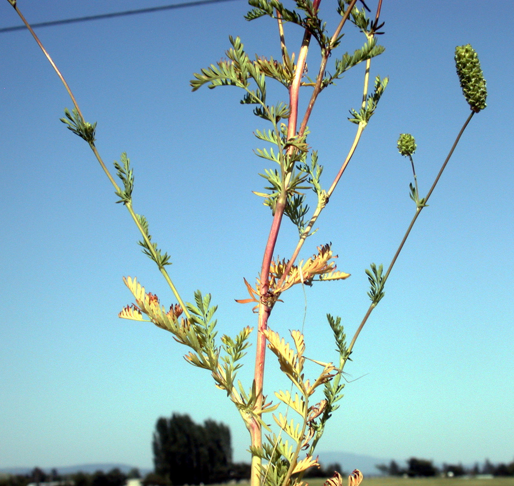 Flora of Eastern Washington Image: Poteridium occidentale
