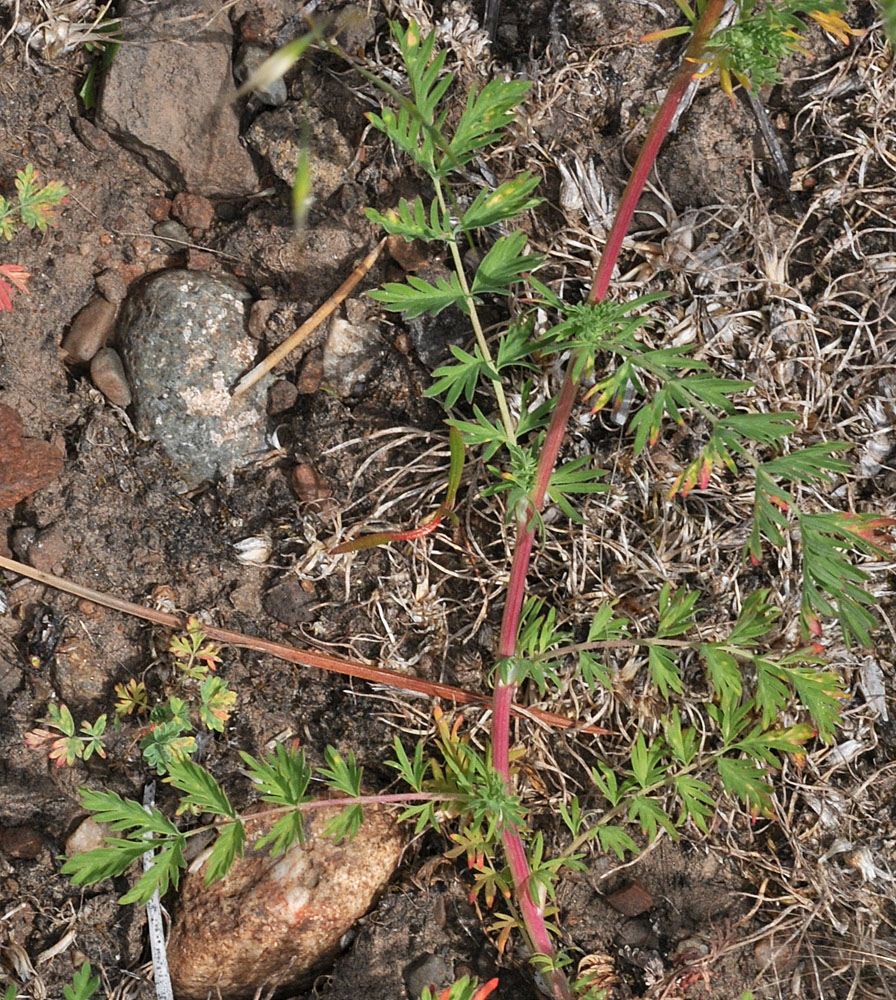 Flora of Eastern Washington Image: Poteridium annuum
