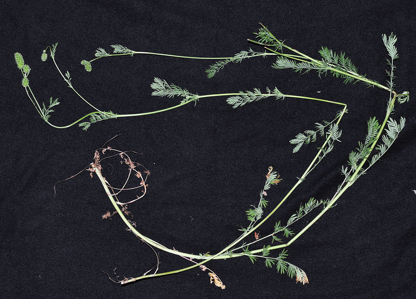 Flora of Eastern Washington Image: Poteridium occidentale