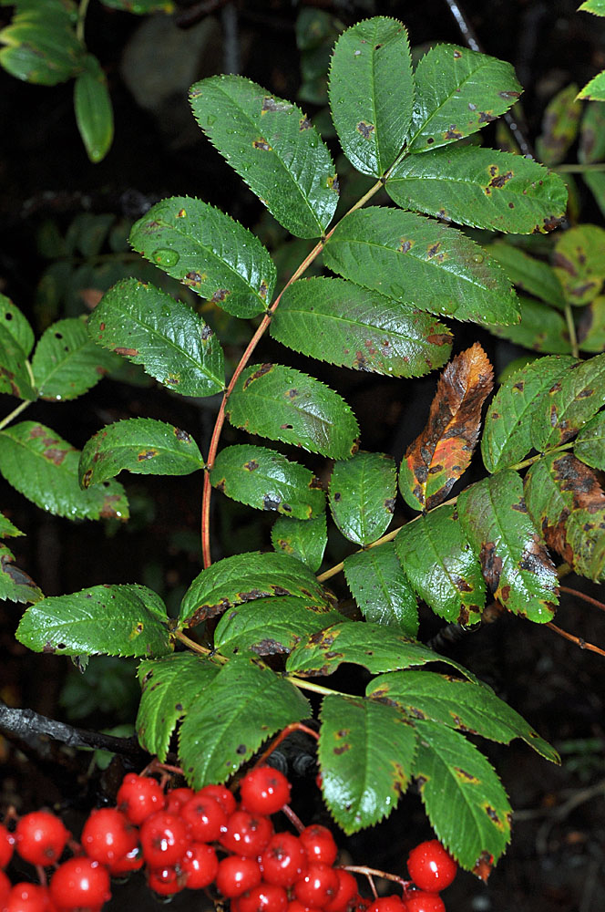 Flora of Eastern Washington Image: Sorbus scopulina