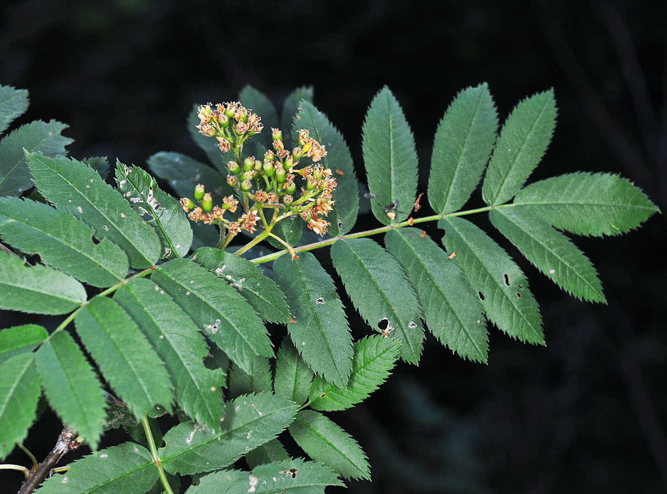 Flora of Eastern Washington Image: Sorbus scopulina