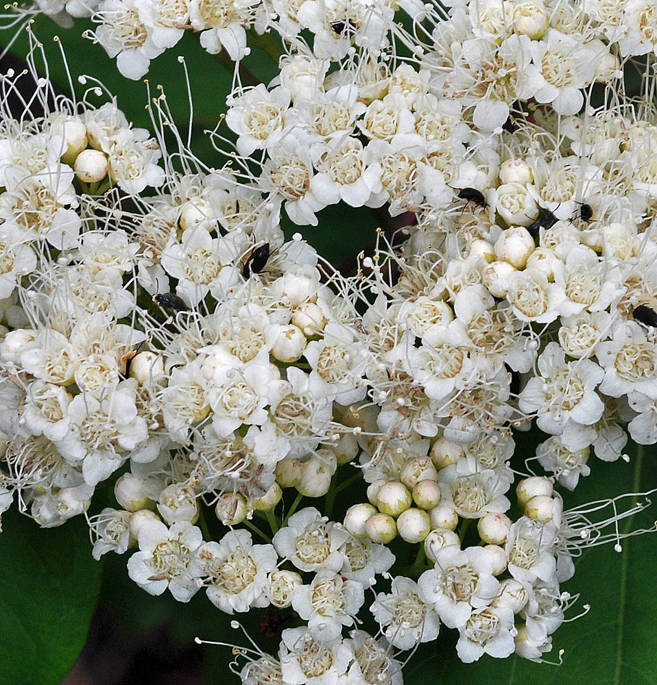 Flora of Eastern Washington Image: Spiraea lucida
