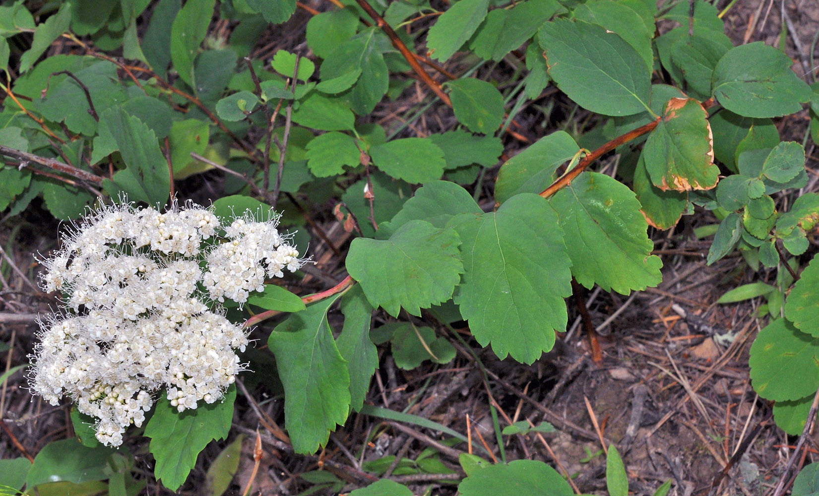 Flora of Eastern Washington Image: Spiraea lucida
