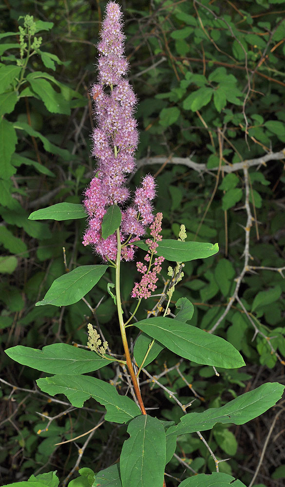 Flora of Eastern Washington Image: Spiraea douglasii