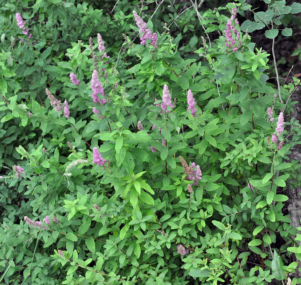 Flora of Eastern Washington Image: Spiraea douglasii