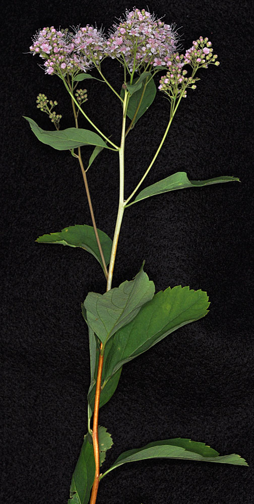 Flora of Eastern Washington Image: Spiraea Xpyramidata