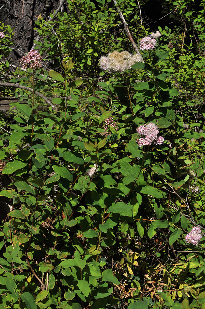 Flora of Eastern Washington Image: Spiraea Xpyramidata