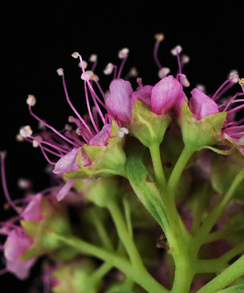 Flora of Eastern Washington Image: Spiraea splendens
