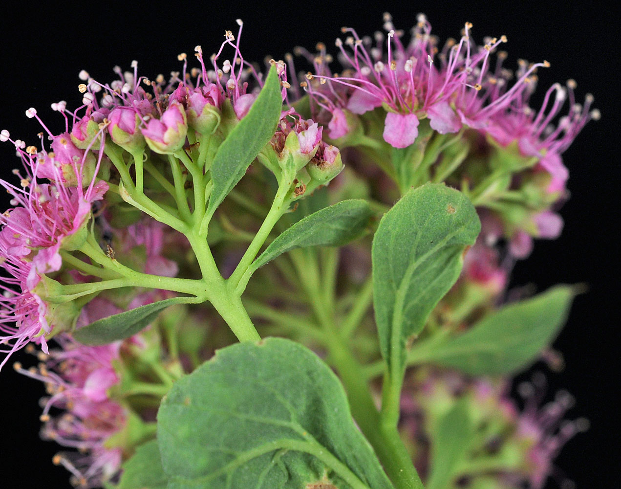 Flora of Eastern Washington Image: Spiraea splendens
