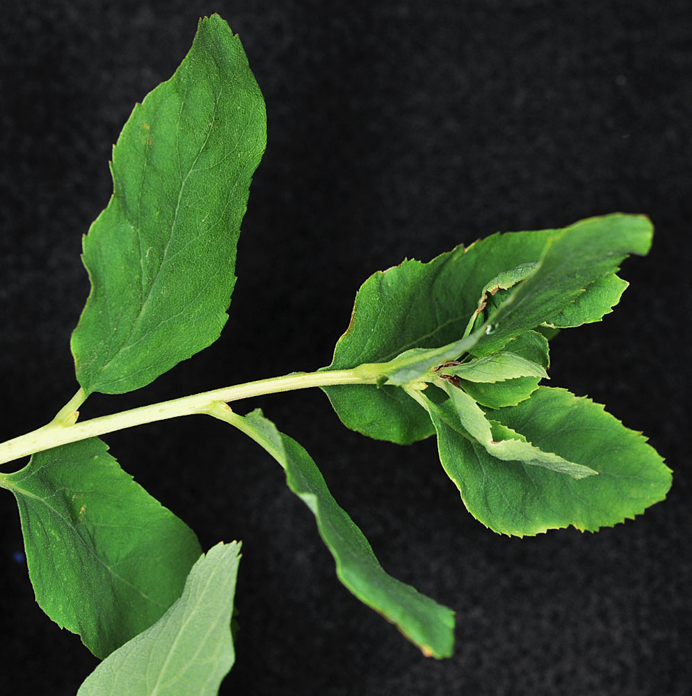 Flora of Eastern Washington Image: Spiraea densiflora