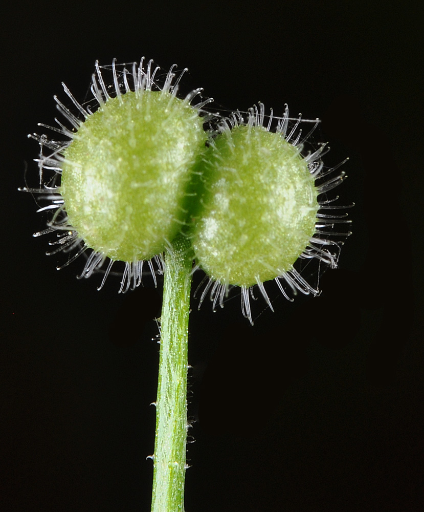 Flora of Eastern Washington Image: Galium aparine