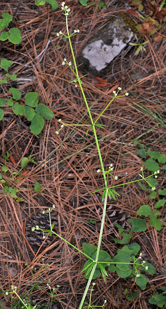 Flora of Eastern Washington Image: Galium aparine