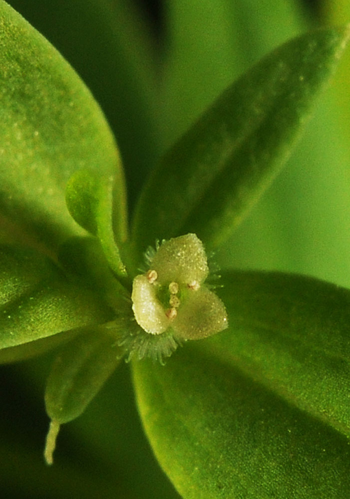 Flora of Eastern Washington Image: Galium bifolium