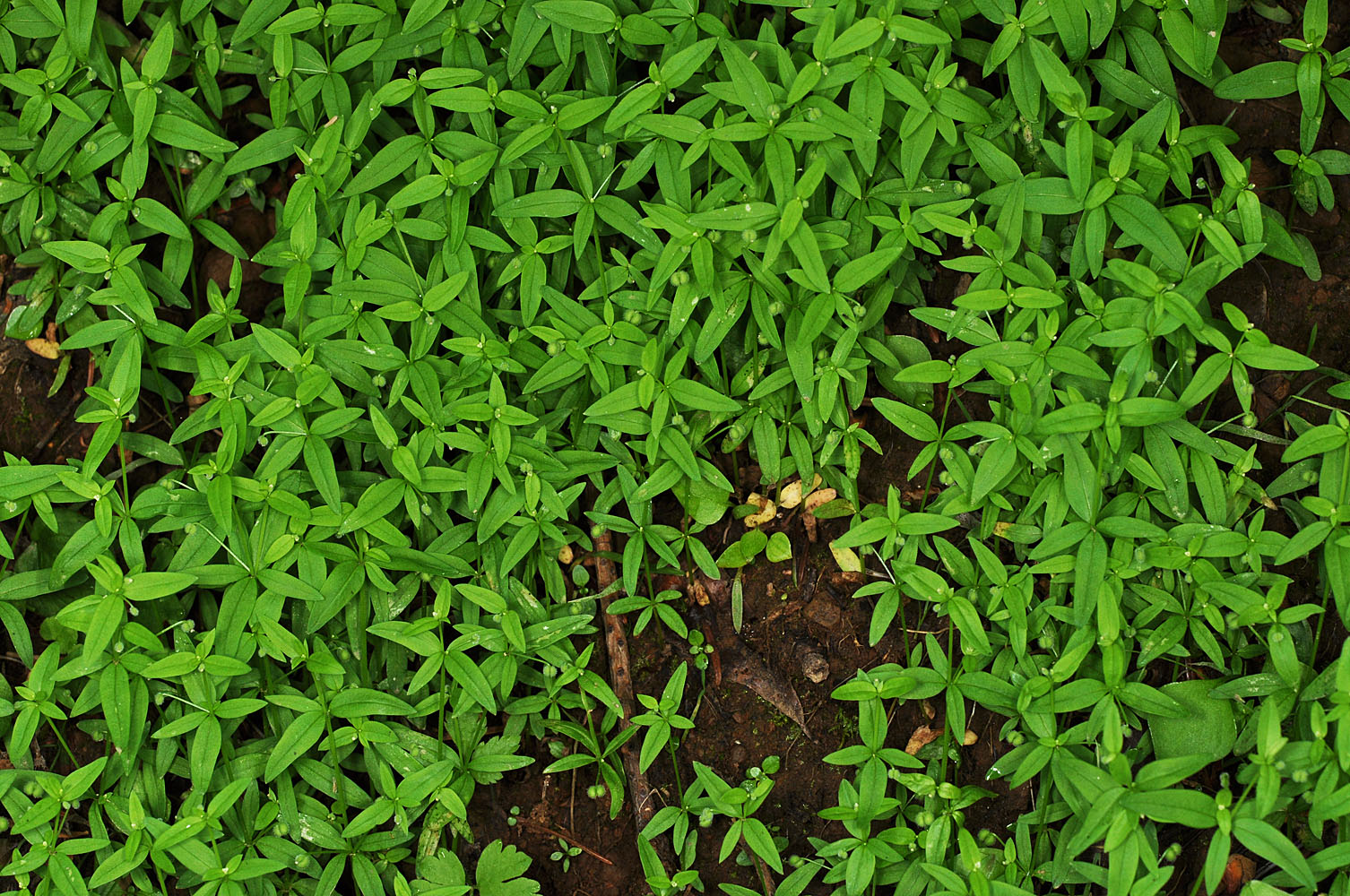 Flora of Eastern Washington Image: Galium bifolium
