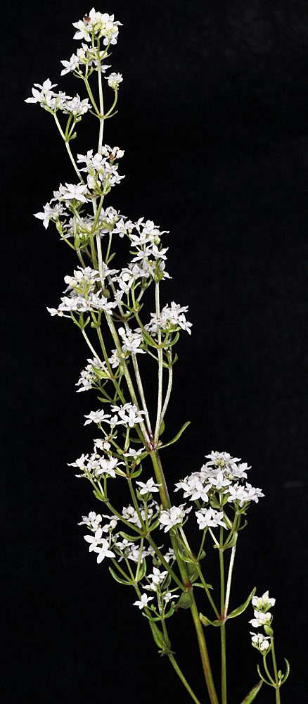 Flora of Eastern Washington Image: Galium boreale