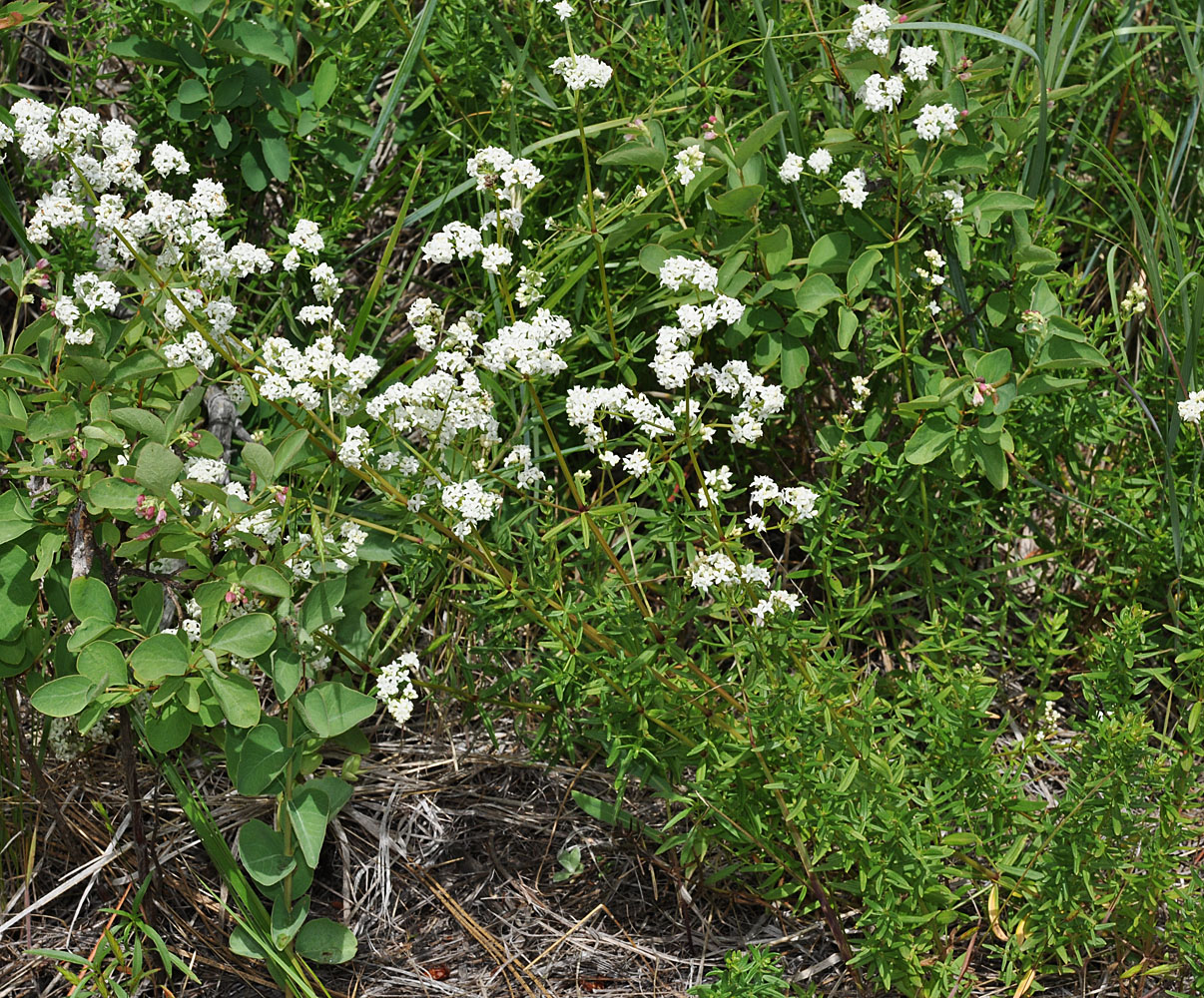 Flora of Eastern Washington Image: Galium boreale