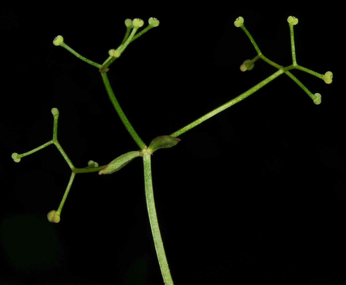 Flora of Eastern Washington Image: Galium sp