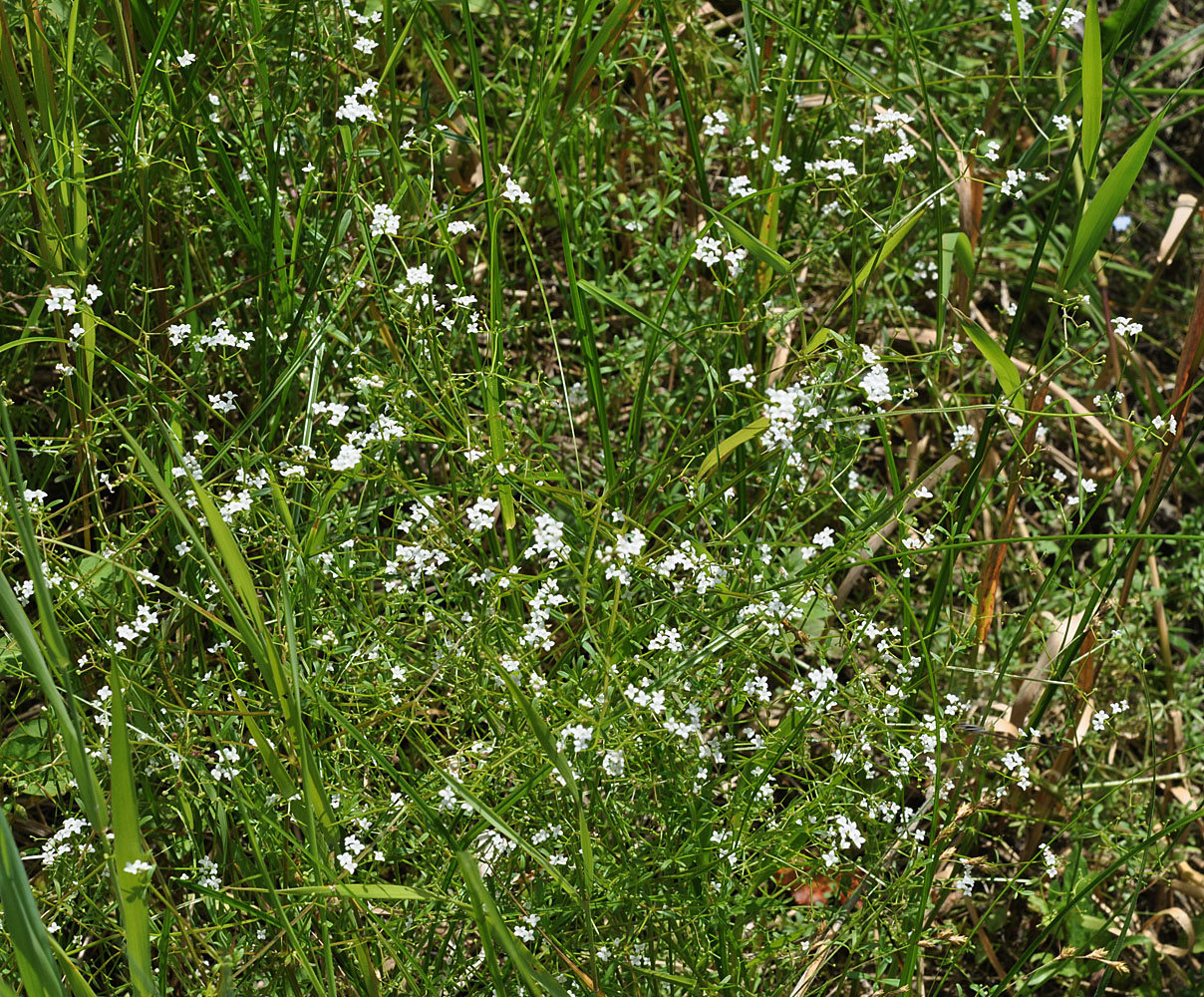 Flora of Eastern Washington Image: Galium sp