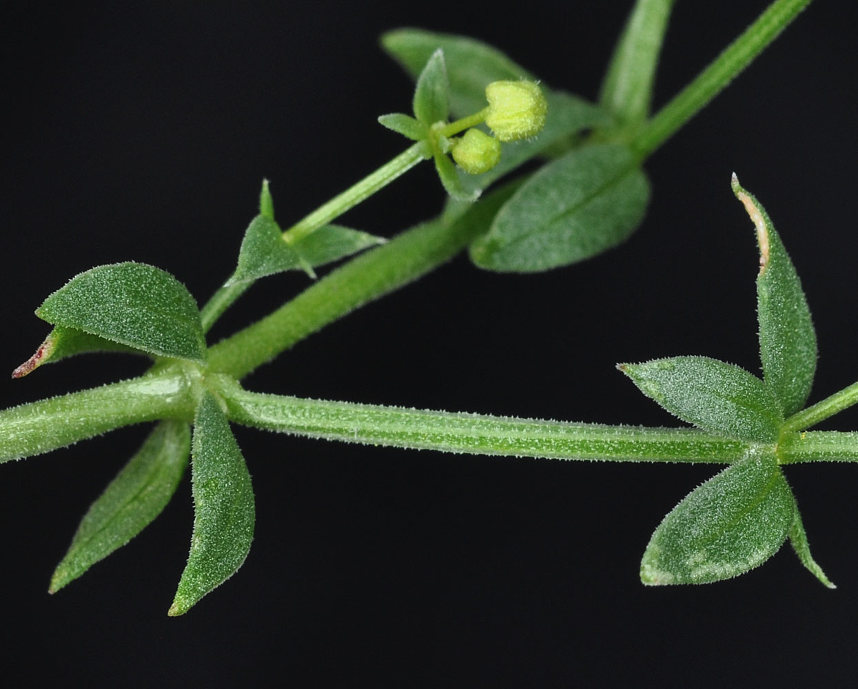 Flora of Eastern Washington Image: Galium serpenticum