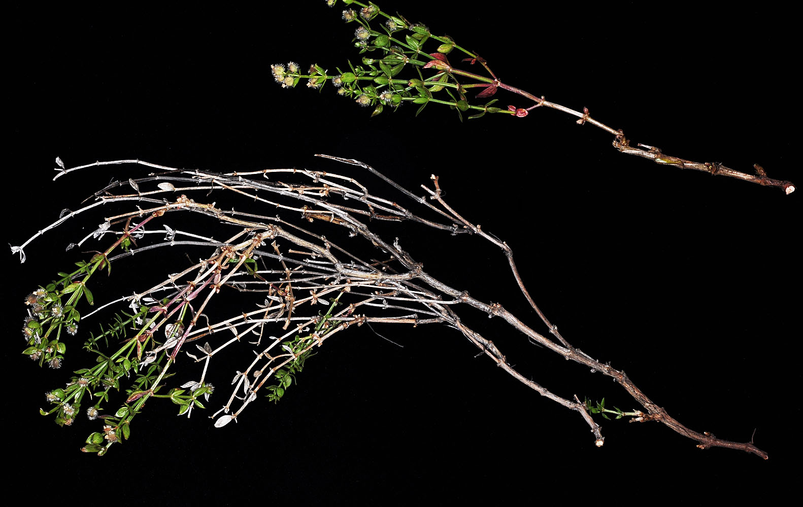 Flora of Eastern Washington Image: Galium serpenticum