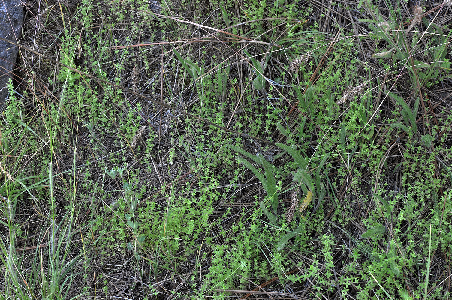 Flora of Eastern Washington Image: Cruciata pedemontana