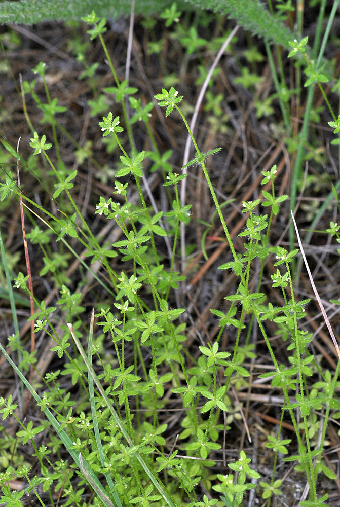 Flora of Eastern Washington Image: Cruciata pedemontana