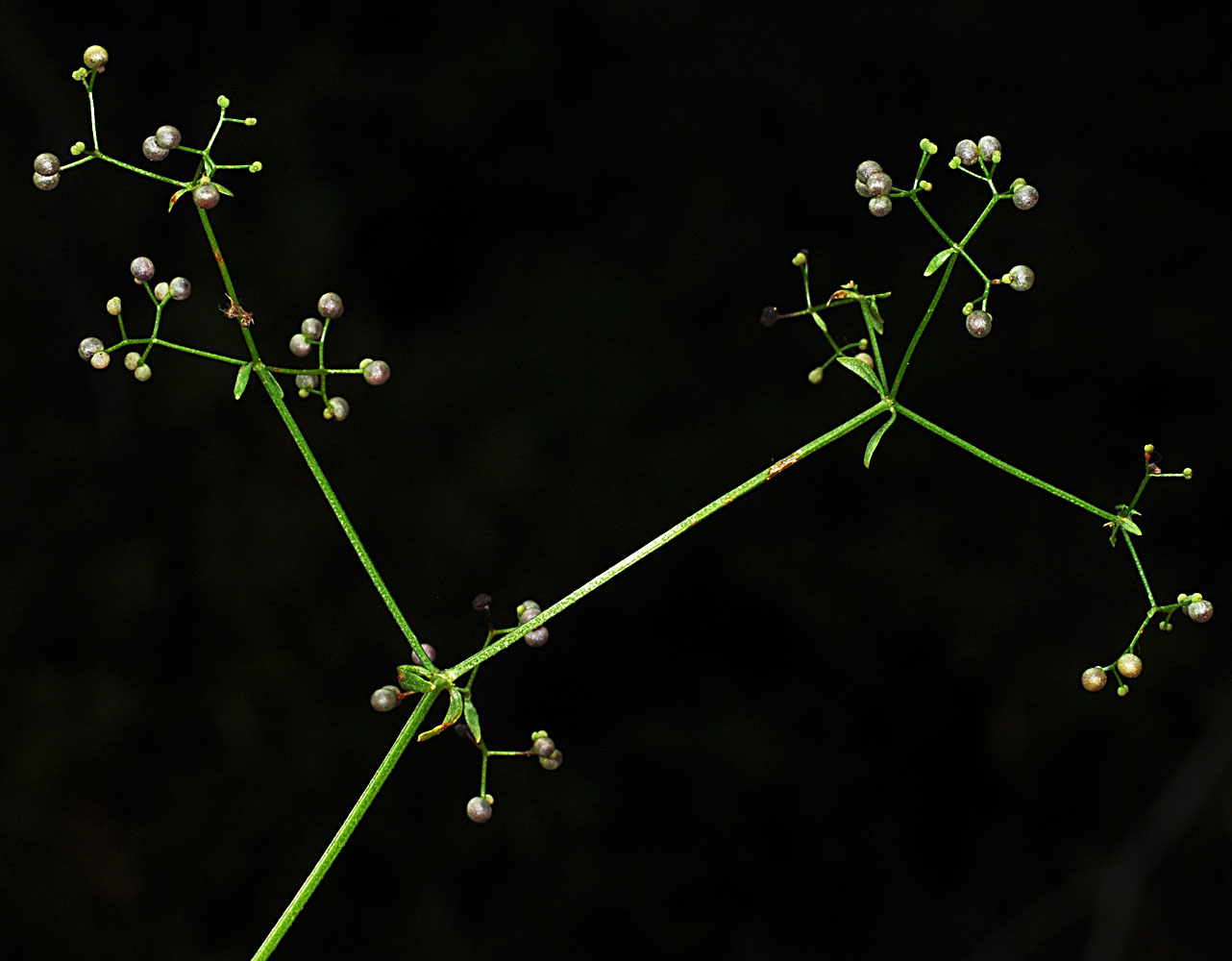 Flora of Eastern Washington Image: Galium trifidum