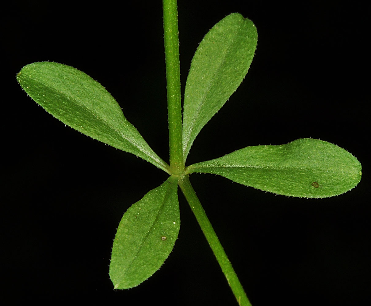 Flora of Eastern Washington Image: Galium trifidum
