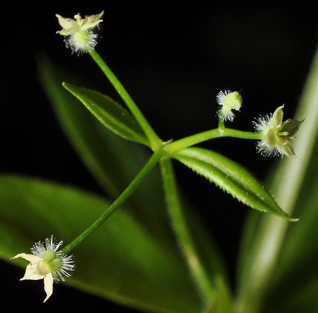 Flora of Eastern Washington Image: Galium triflorum