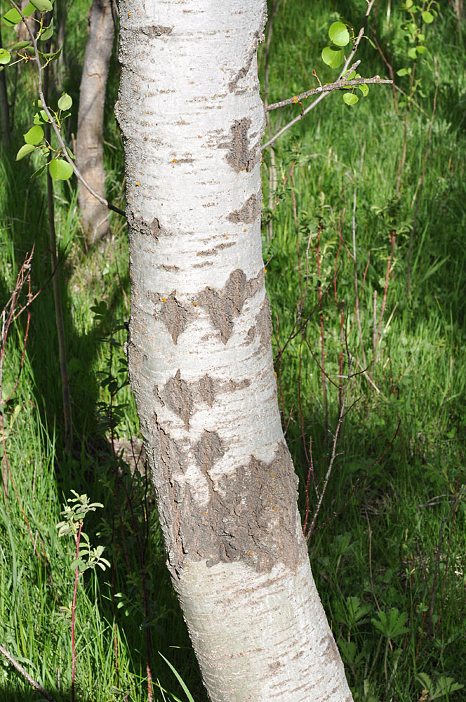 Flora of Eastern Washington Image: Populus tremuloides